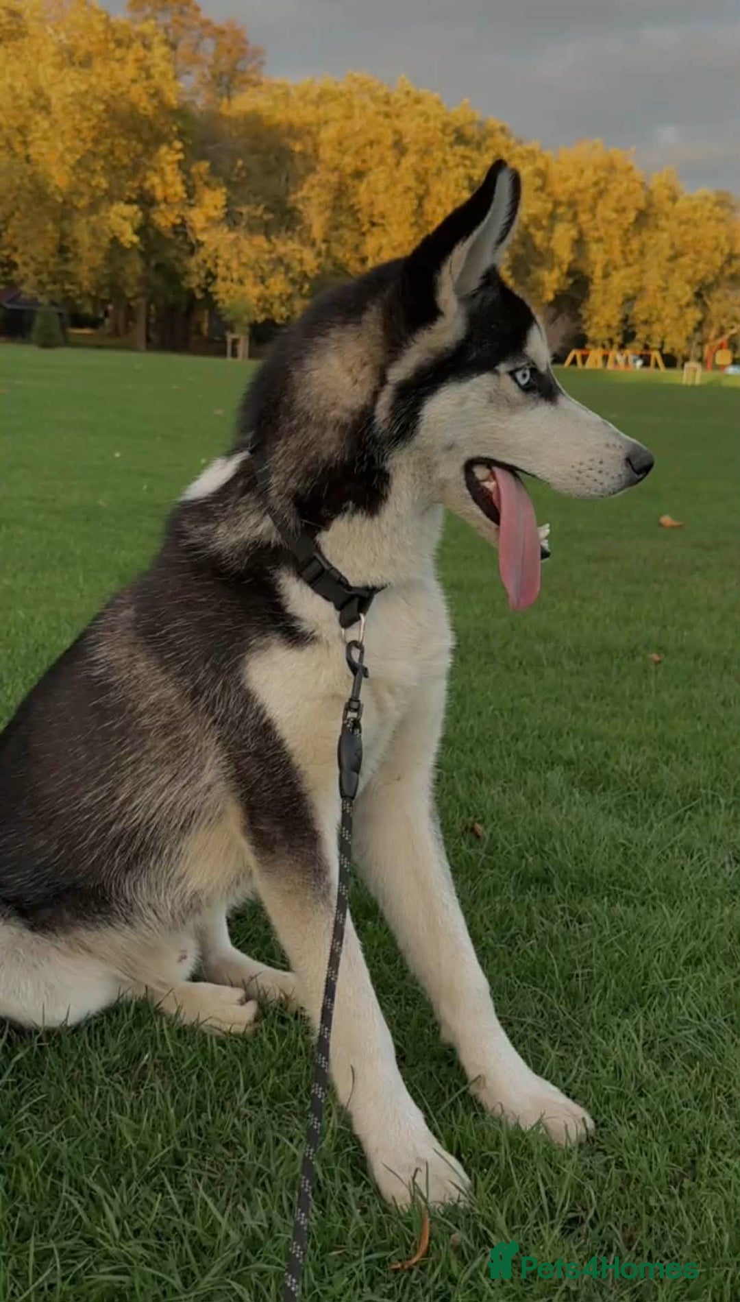 Siberian Husky dogs for sale: Siberian Husky - Advert 3