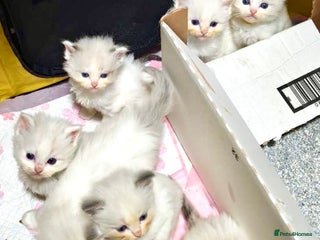 Ragdoll cats Pure Ragdoll kittens, ready 20th December - Advert 1