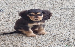 Cocker Spaniel dogs for sale: Gorgeous Chocolate & Sable Show Cocker Pups Ready - Image 25