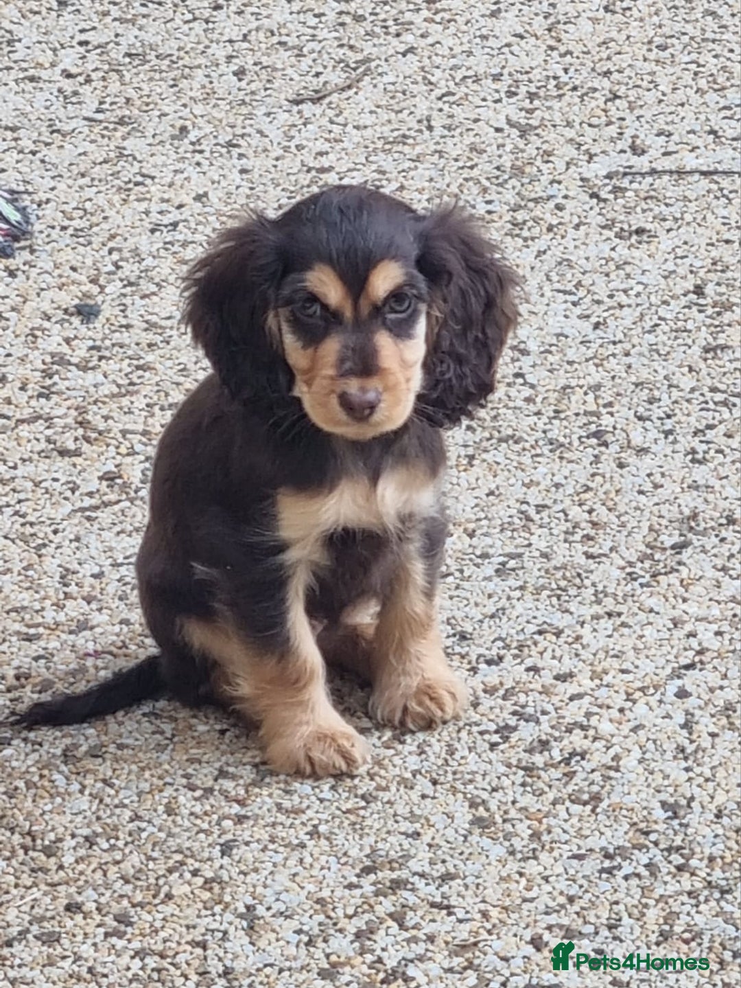 Cocker Spaniel dogs for sale: Gorgeous Chocolate & Sable Show Cocker Pups Ready - Image 25