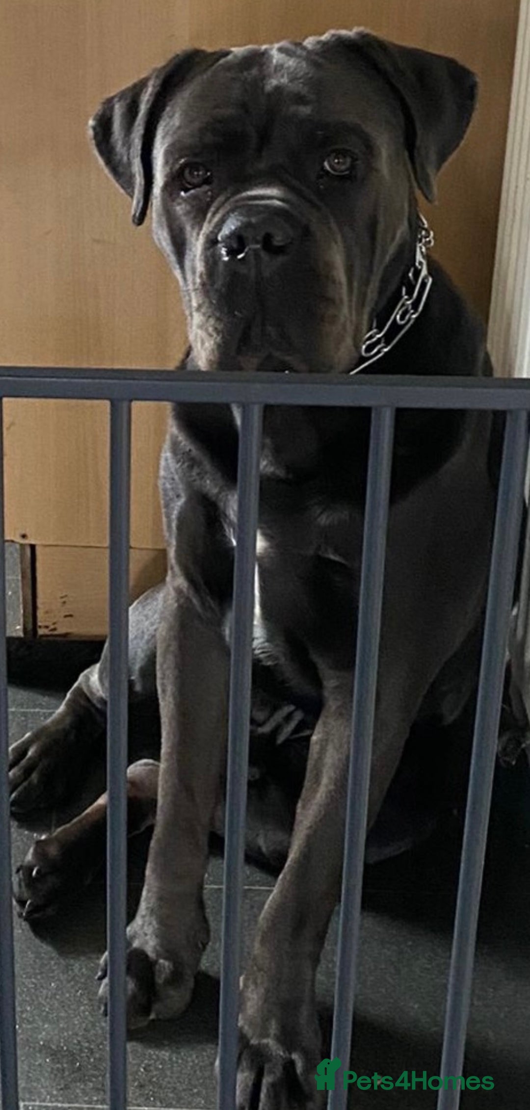 Cane Corso dogs for sale: Blaze - Advert 2