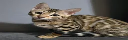 Bengal cats for sale: Ready NOW last 2 girls - Advert 23