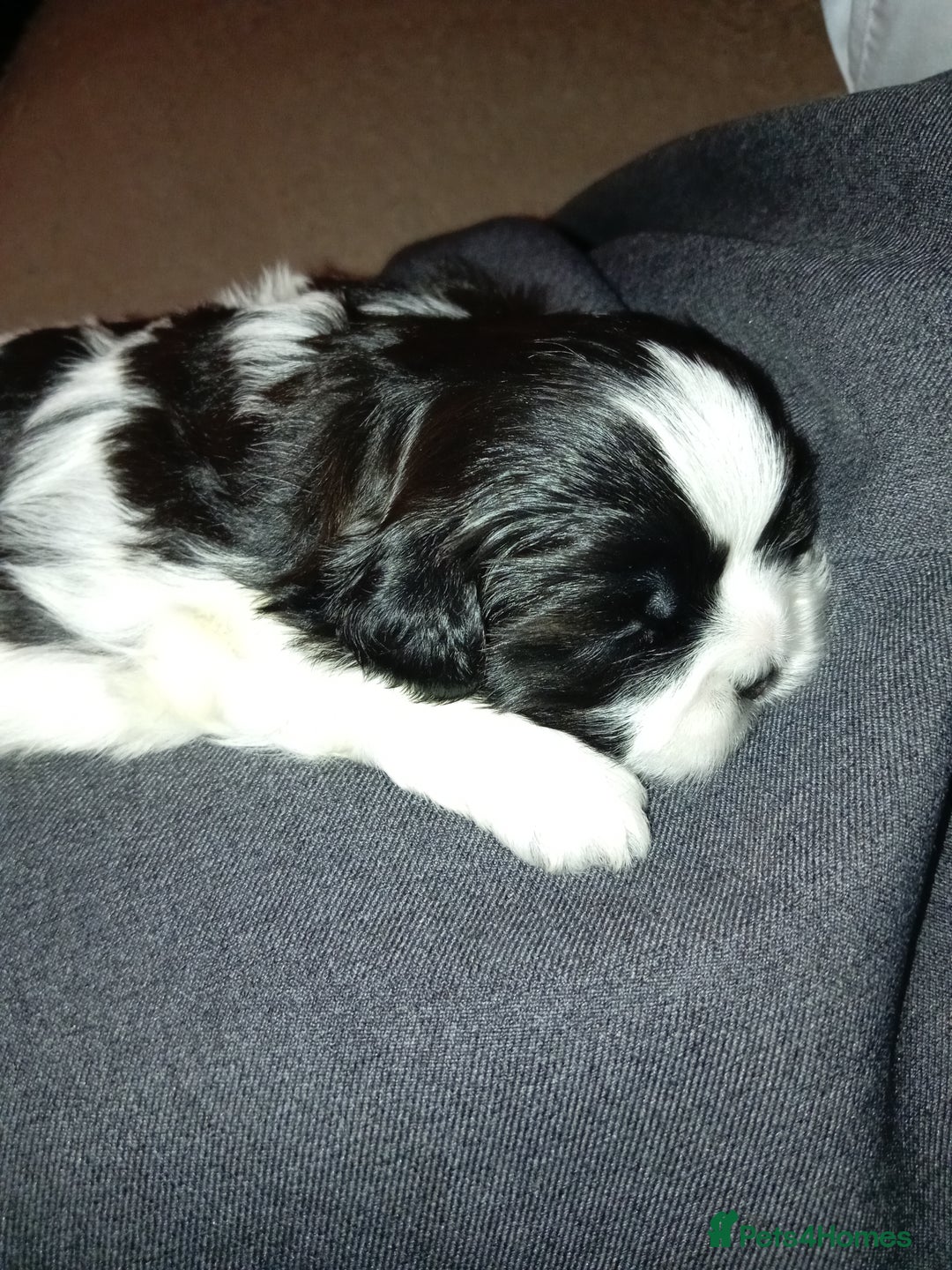 Shih Tzu dogs for sale: Female black and white shih tzu puppy  - Image 3