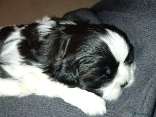Shih Tzu dogs Female black and white shih tzu puppy - Advert 1