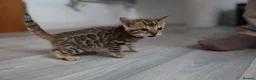 Bengal cats for sale: Beautiful Bengal Kittens For Sale  - Advert 21