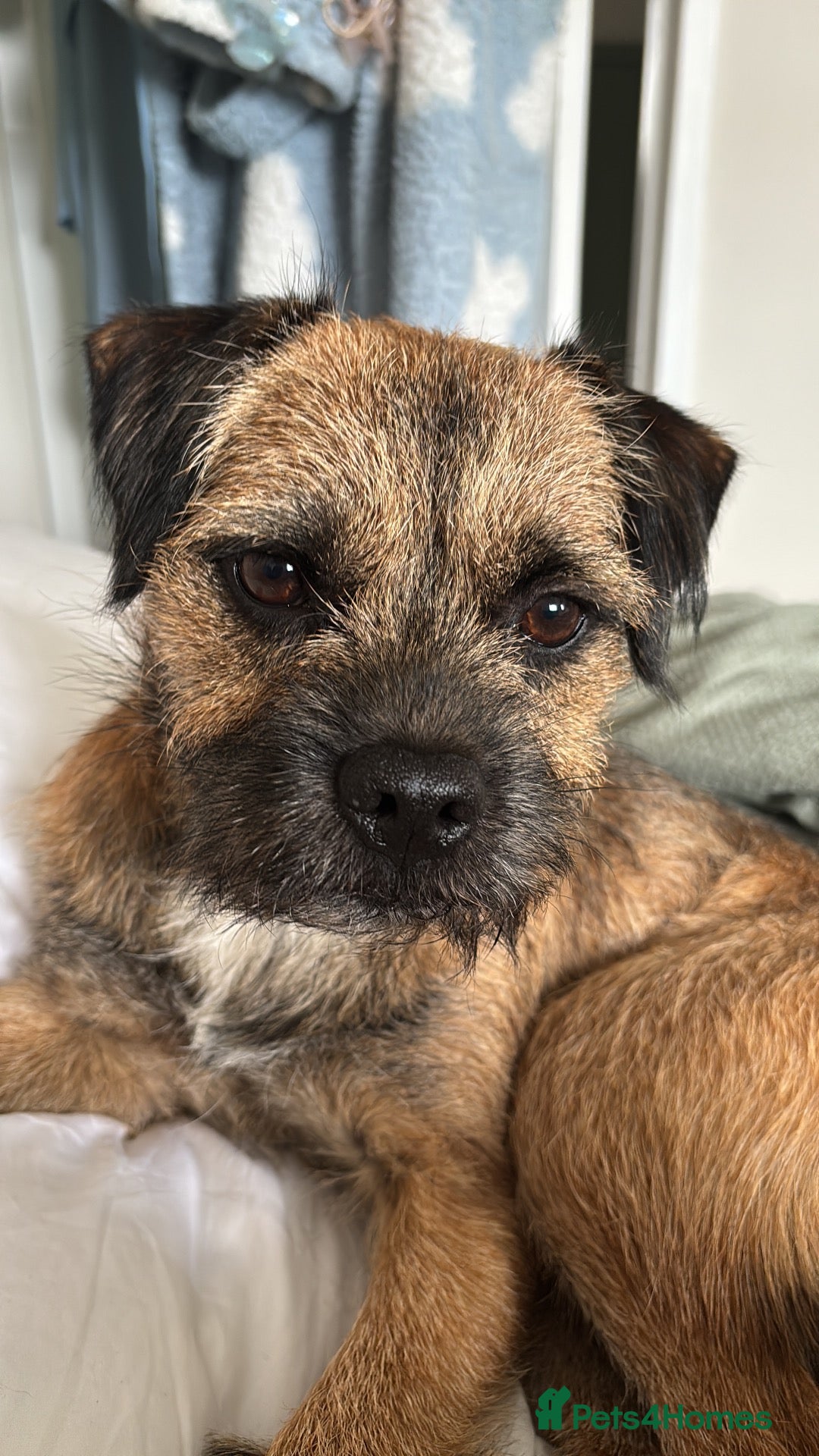 Border Terrier dogs For stud KC registered full breed border terrier  - Advert 3
