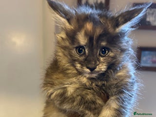 Maine Coon cats Stunning XL Purebred Main coons -last kitten! - Advert 5