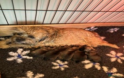 Border Terrier dogs for sale: KC reg Border Terrier pups - Image 3