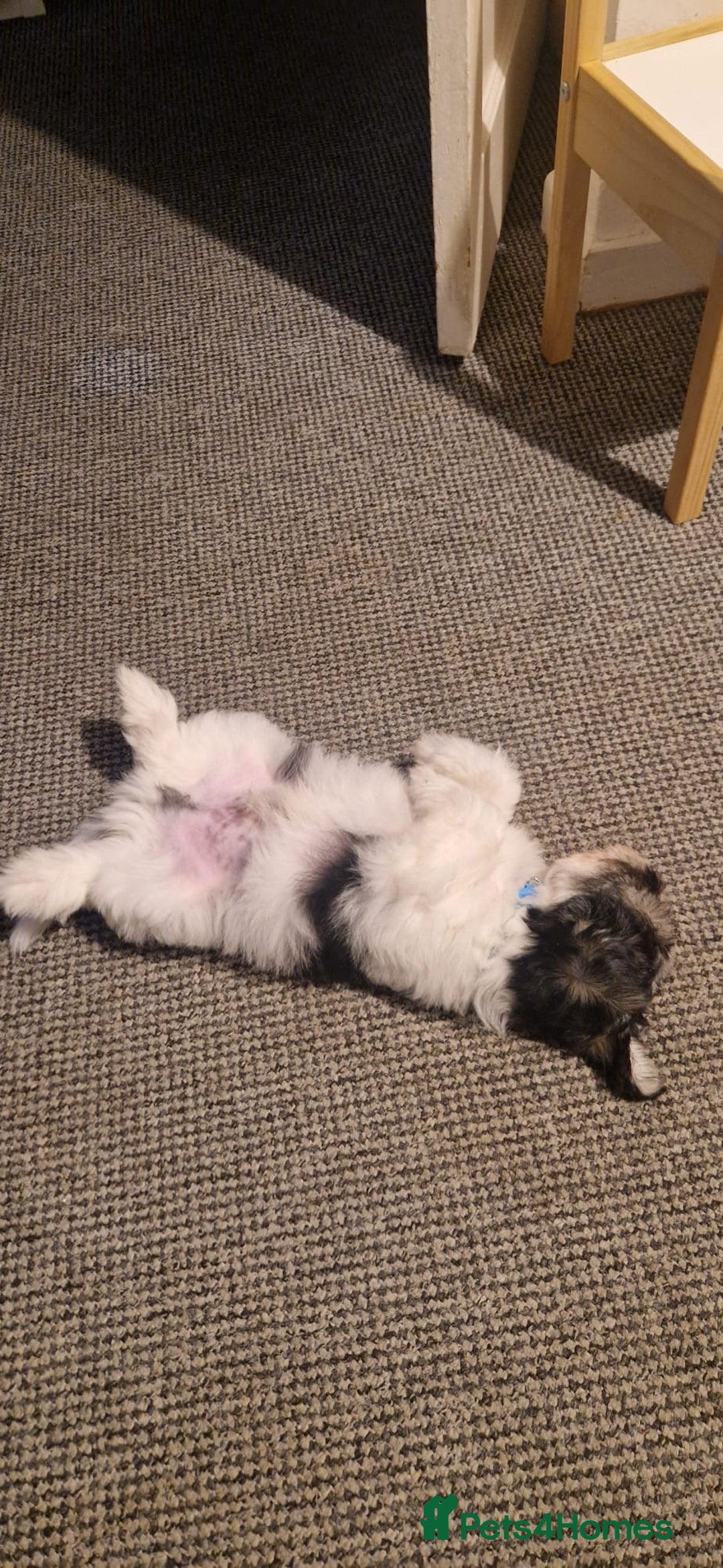 Mixed Breed dogs for sale: Pomapoo x shihpoo 10 weeks old boy - Image 5