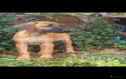 Rhodesian Ridgeback dogs for sale: KC reg chunky handsome pups - Image 26