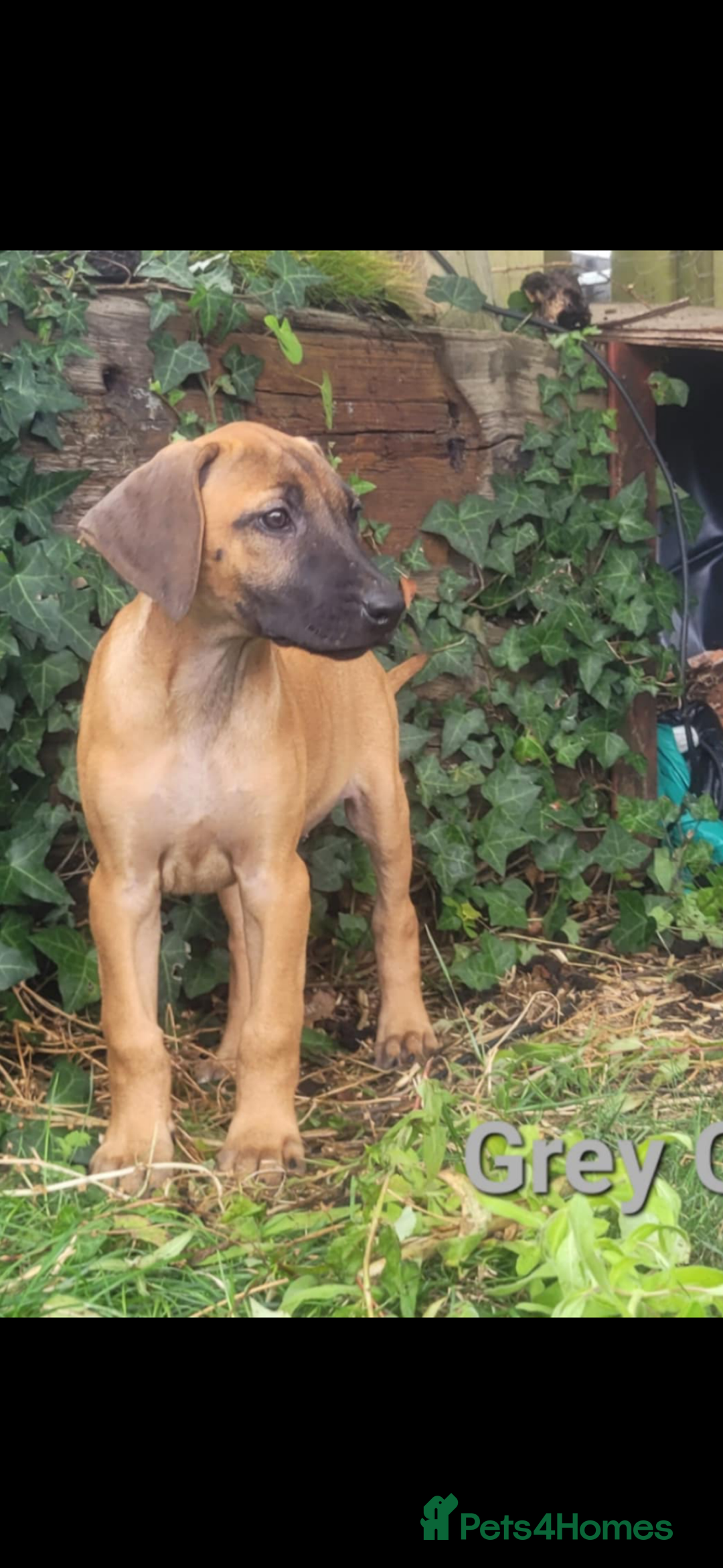 Rhodesian Ridgeback dogs for sale: KC reg chunky handsome pups - Image 26