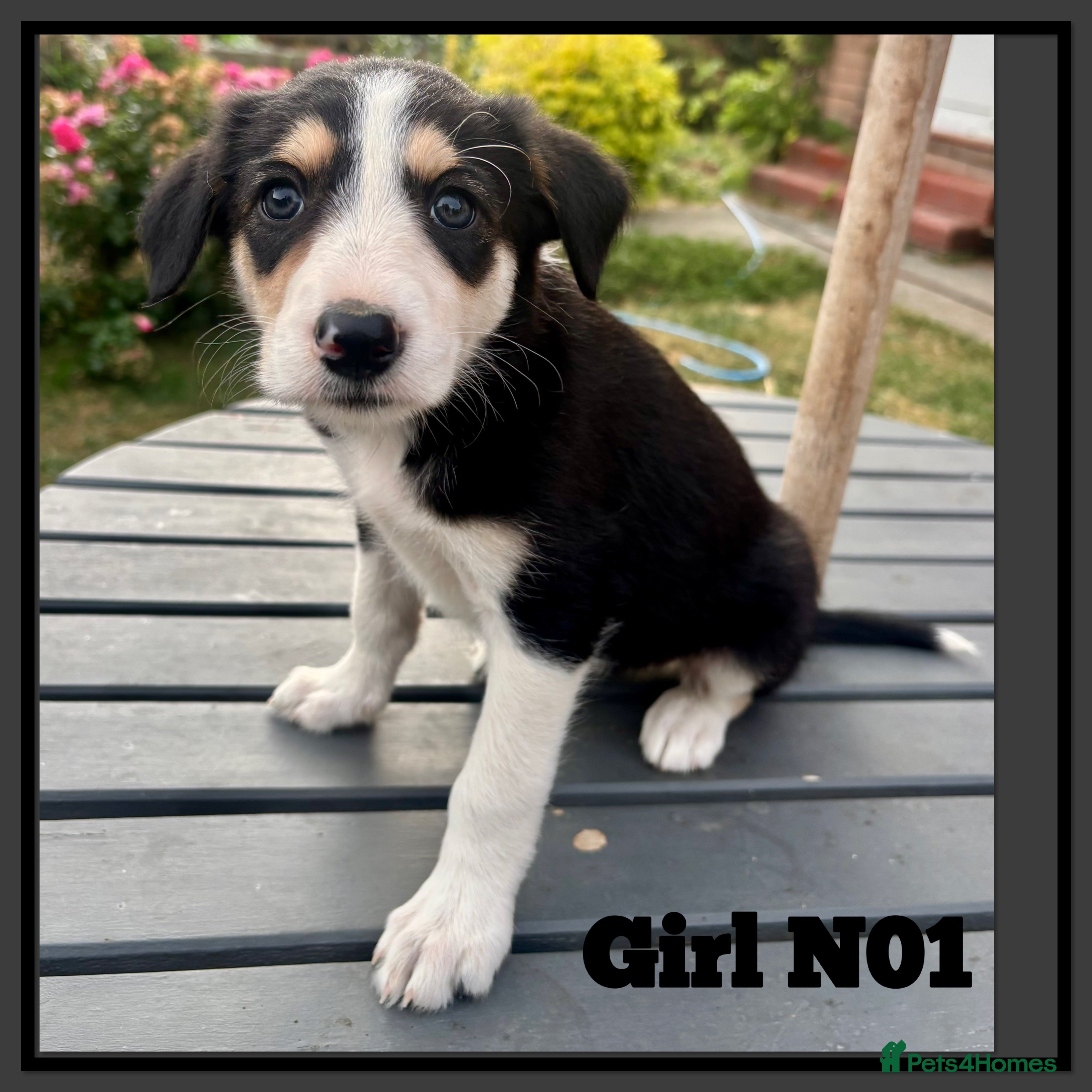 Mixed Breed dogs 5 Border collie  pups  - Advert 2