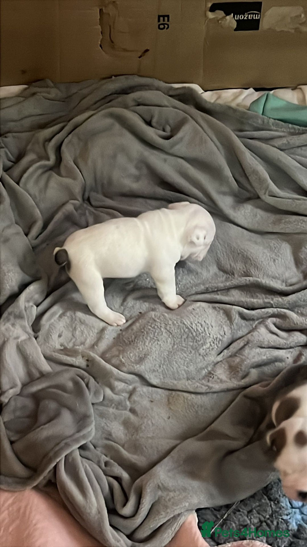 English Bulldog dogs for sale: 4 KC English Bulldog Puppies  - Image 19
