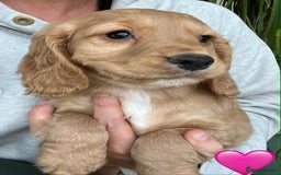 Cocker Spaniel dogs for sale: Beautiful Red Cocker Spaniel Puppies - Image 3