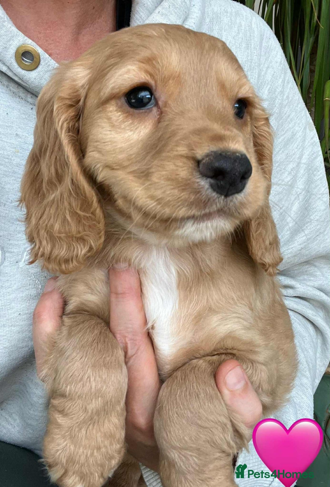 Cocker Spaniel dogs for sale: Beautiful Red Cocker Spaniel Puppies - Image 3