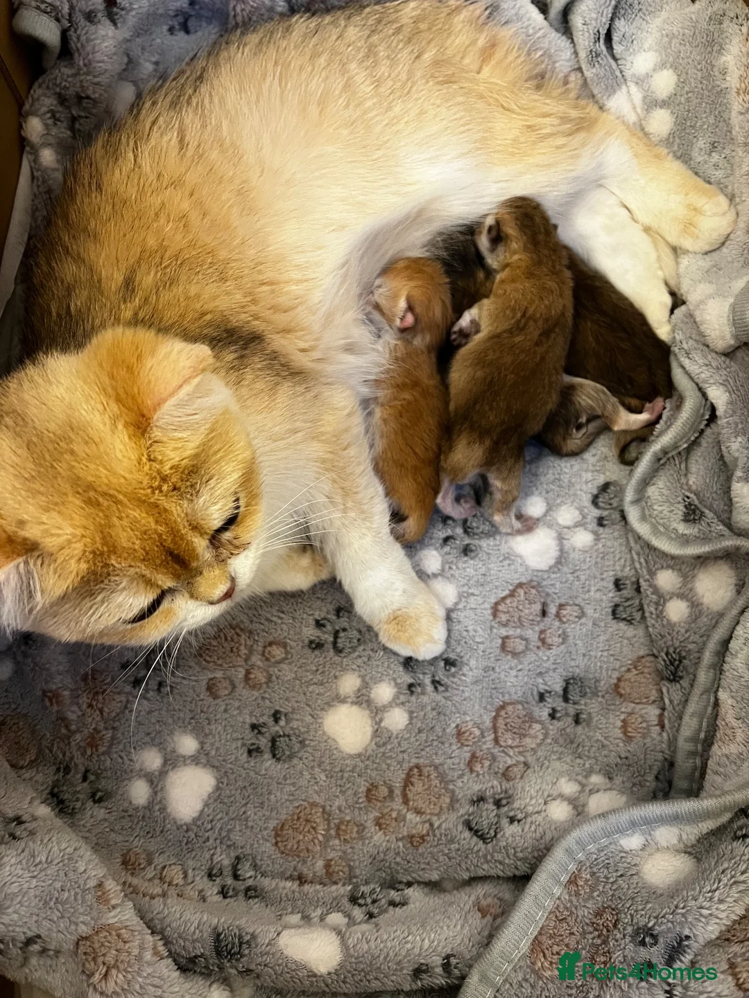 British Shorthair cats for sale: Beautiful BSH NY11 NY12 kittens - Advert 2