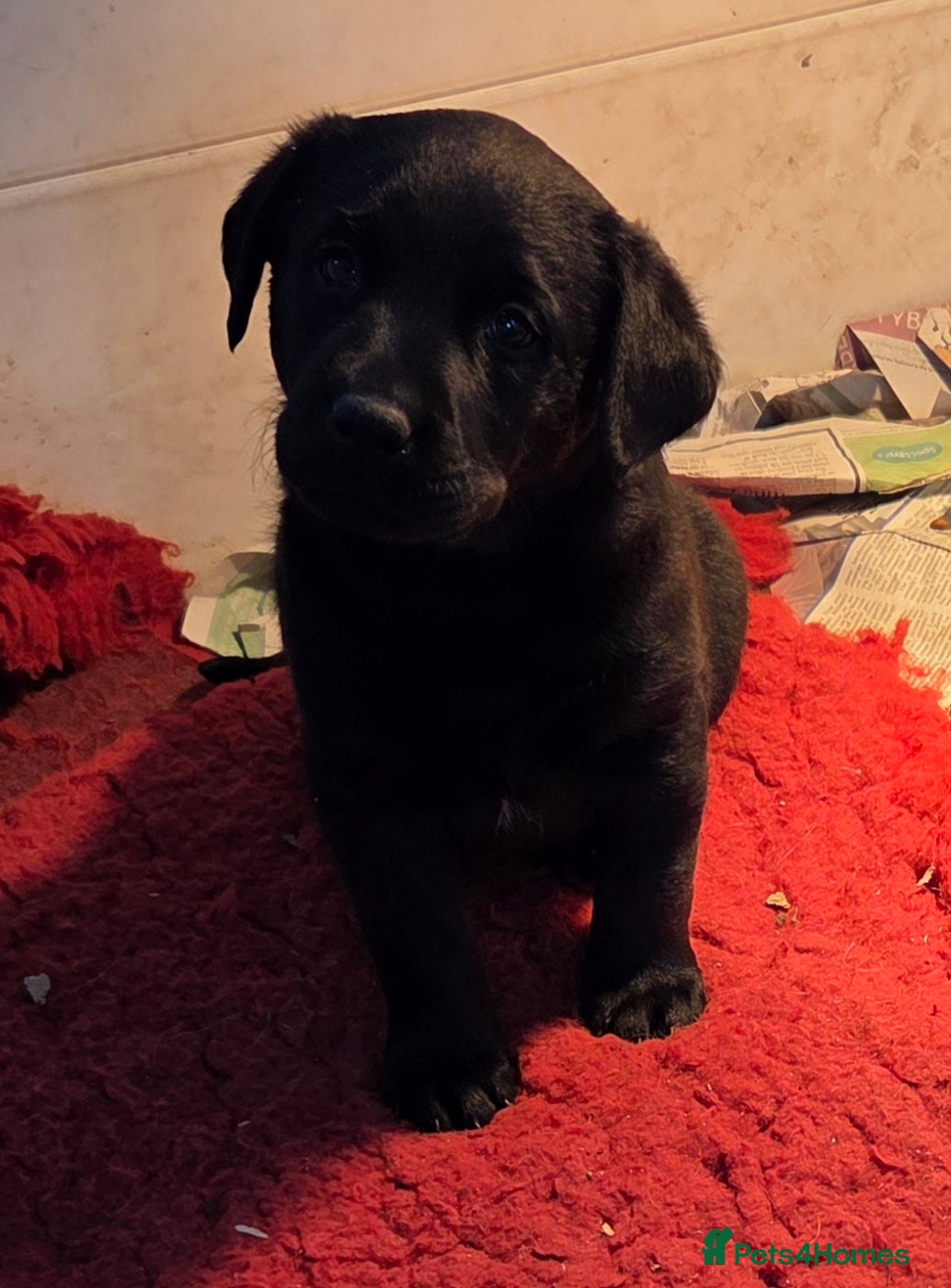 Labrador Retriever dogs K.C. Black lab girl puppy ready now - Advert 1