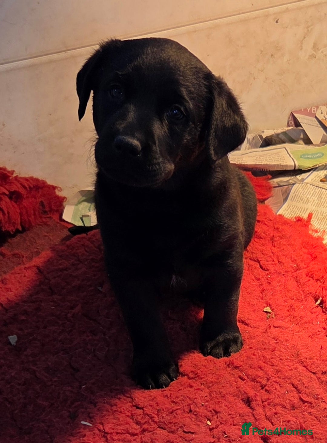 Labrador Retriever dogs for sale: K.C. Black lab girl puppy ready now - Advert 1