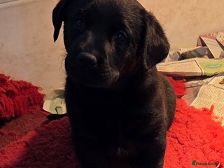 Labrador Retriever dogs K.C. Black lab girl puppy ready now - Advert 4