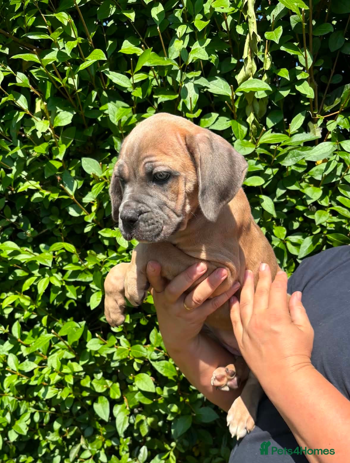 Cane Corso dogs Now ready to leave!🥰 - Advert 2