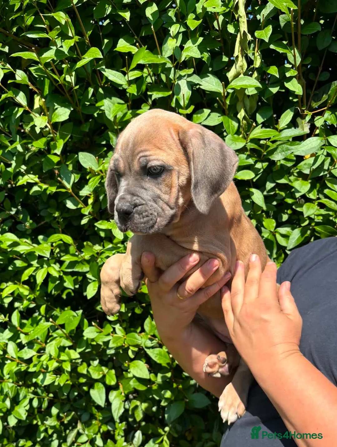 Cane Corso dogs for sale: Last 3 left looking for their forever 🏡!🥰 - Advert 6