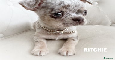 Chihuahua dogs - Advert 2