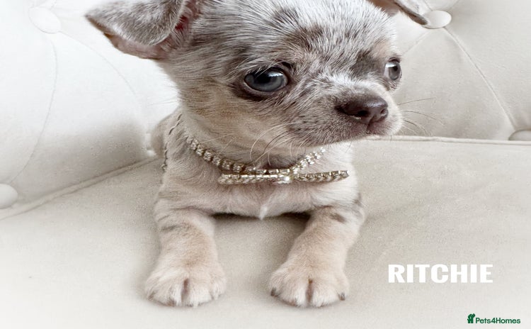 Chihuahua dogs - Advert 2