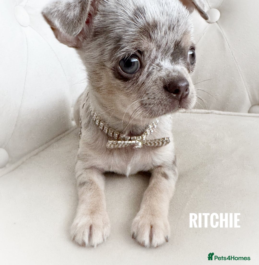 Chihuahua dogs for sale: Long coat KC reg girl READY NOW - Image 3