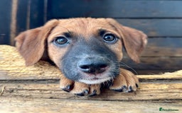 Mixed Breed dogs for adoption: Minnow (Hound/Shepherd mix) - Image 1
