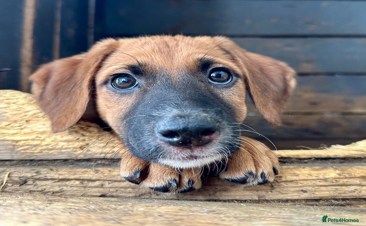 Mixed Breed dogs - Advert 5