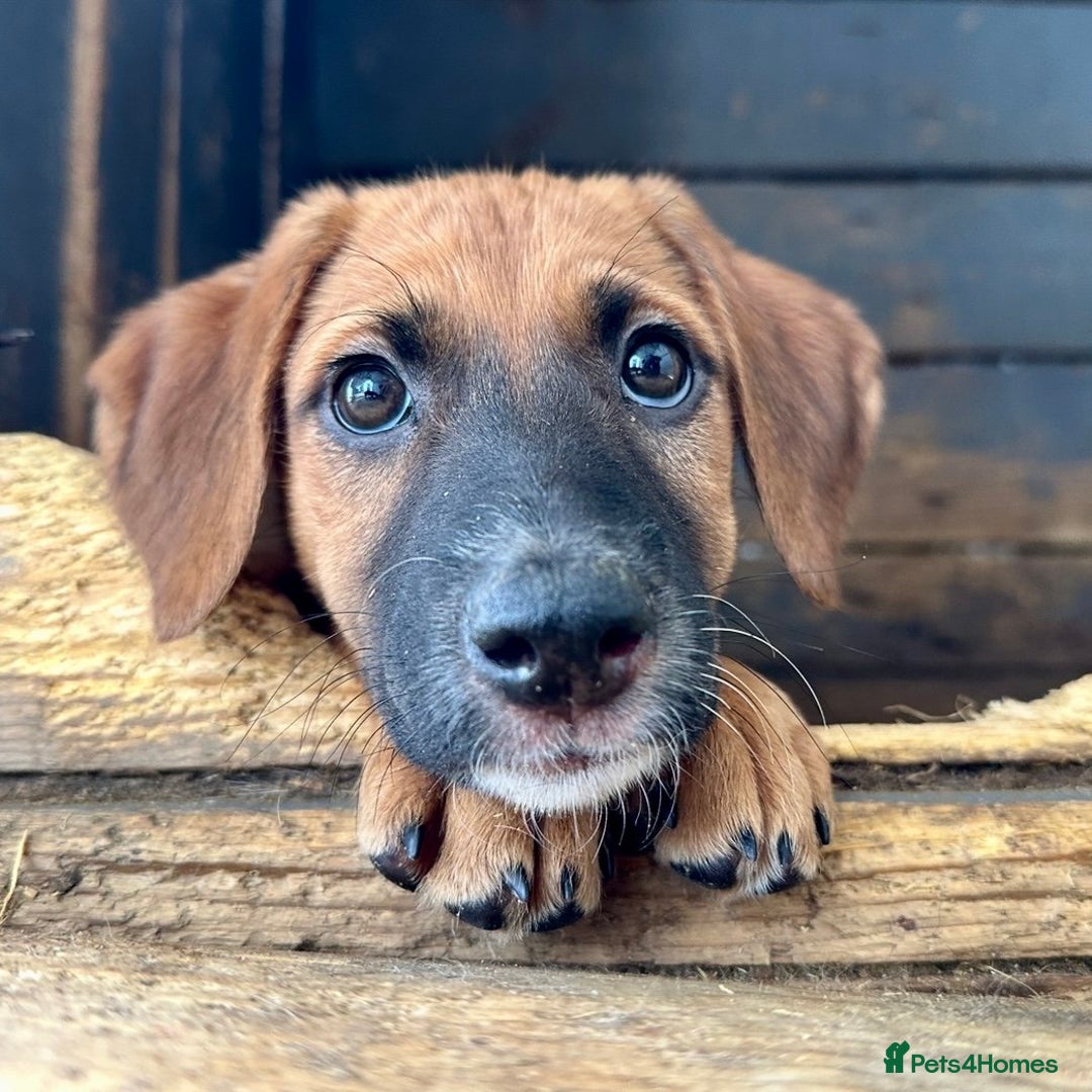 Mixed Breed dogs for adoption: Minnow (Hound/Shepherd mix) - Image 1