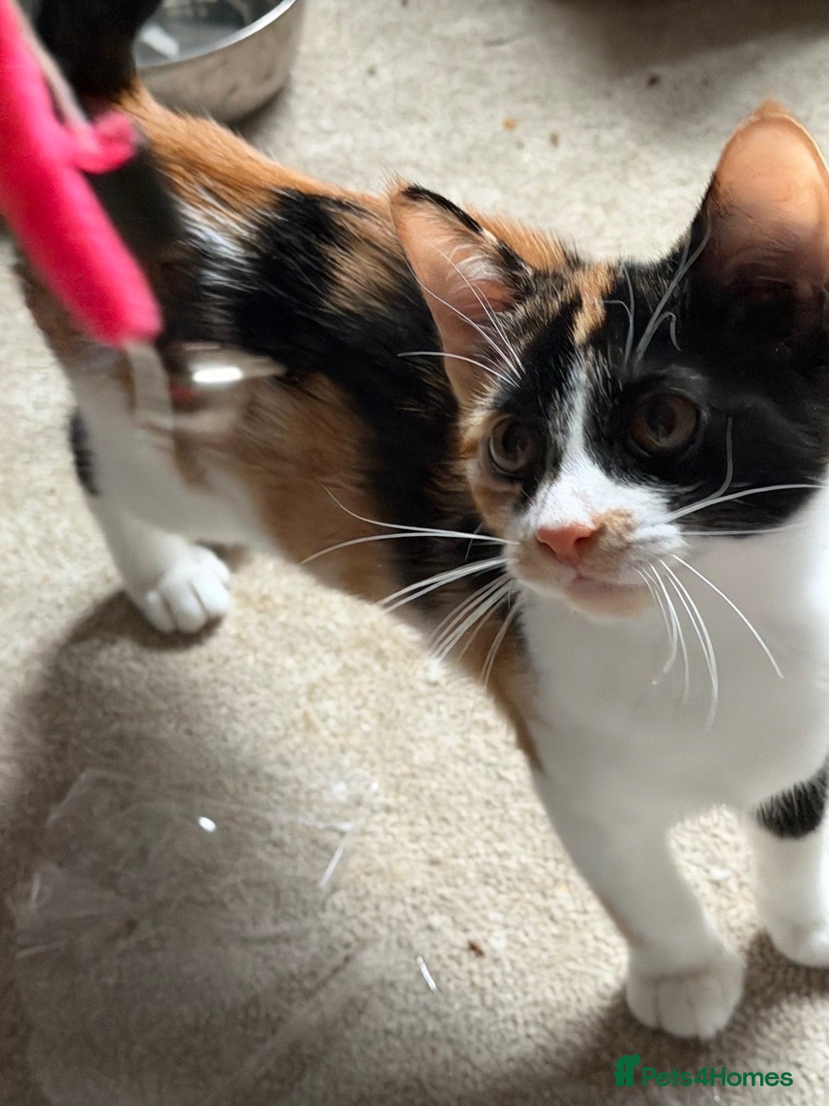 Mixed Breed cats Three beautiful kittens looking for a new home  - Advert 1