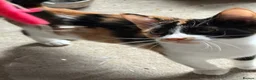 Mixed Breed cats for sale: Three beautiful kittens looking for a new home  in Birmingham - Advert 1