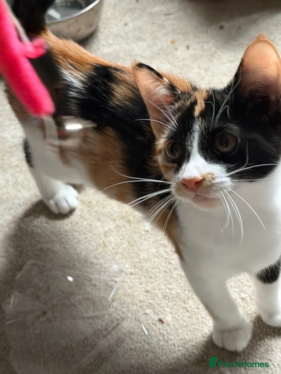 Mixed Breed cats for sale: Three beautiful kittens looking for a new home  in Birmingham - Advert 1