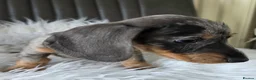 Miniature Dachshund dogs for sale: KC reg, mini daxi. 5* licensed - Advert 14