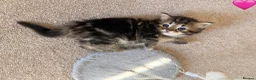 Persian cats for sale: 5 Persian X kittens available from 9th May - Advert 16