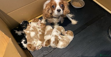 Cavalier King Charles Spaniel dogs - Advert 10