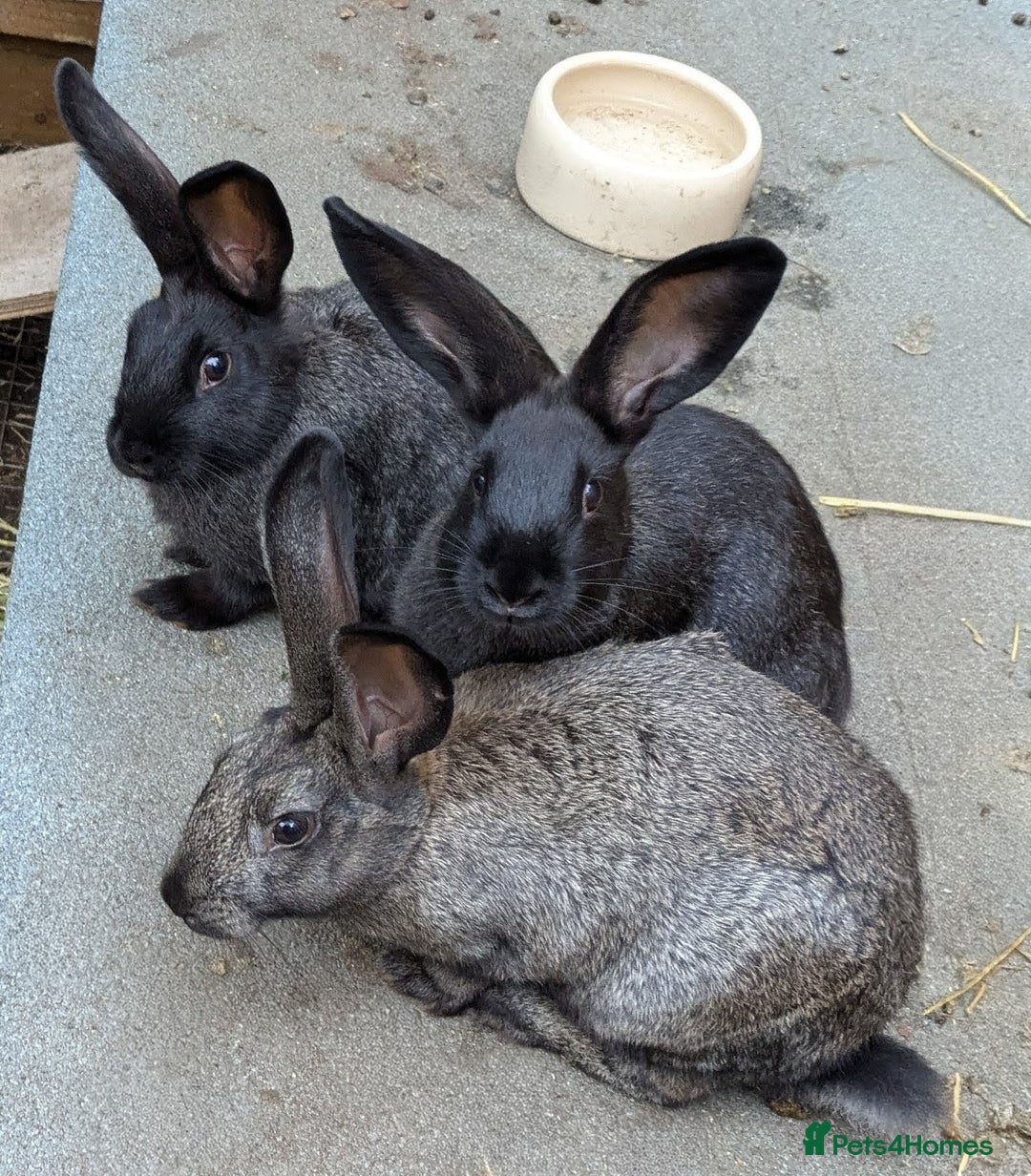 New Zealand rabbits for sale: 11 week old New Zealand Kits ready now - Image 1