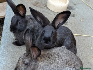 New Zealand rabbits - Advert 15