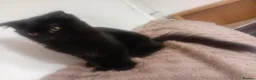 Russian Blue cats for sale: Uniqe russian blue/scottish fold mix - Advert 6
