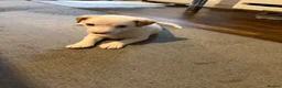 Jack Russell dogs for sale: Jack Russell in Bridgend - Advert 7