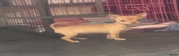 Chihuahua dogs for sale: Last chihuahua puppy REDUCED  - Advert 4