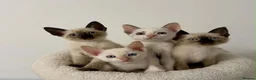 Cornish Rex cats for sale: 🐾 Beautiful Kittens Ready for Reservation 🐾 - Advert 3