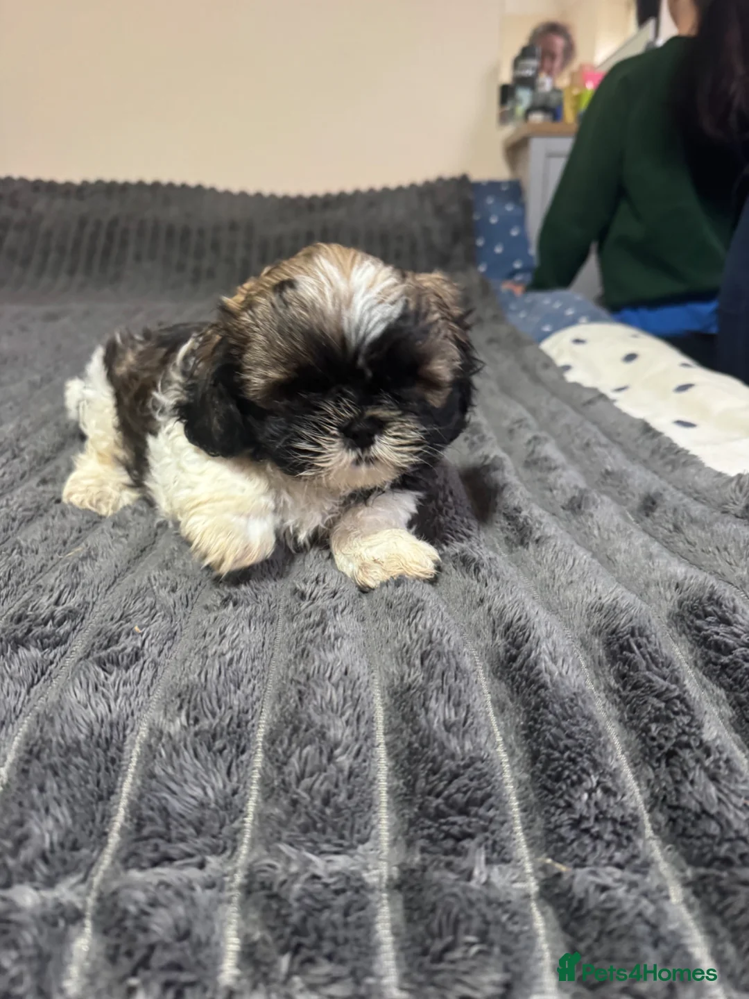 Shih Tzu dogs for sale: Two Shih Tzu puppies in Newmarket - Advert 5