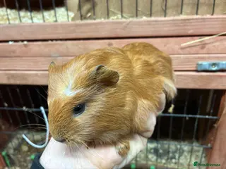 Mixed Breed rodents Baby Sow/Girl boar/boys Guinea pigs - Advert 5