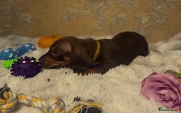Dachshund dogs for sale: Dachshund Miniature  - Image 10