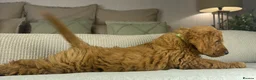 Labradoodle dogs for sale: INSTAGRAM. “OAKWELL RETRIEVERS” HEALTHY HOUNDS - Advert 17