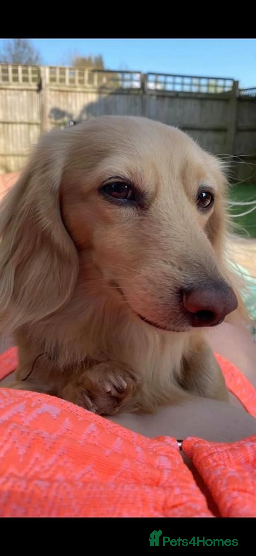 Miniature Dachshund dogs for sale: Little sausages with big characters  - Advert 26