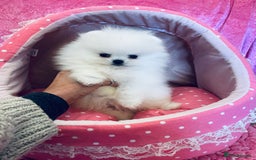 Pomeranian dogs for sale: Stunning teddybear face Boys Ready🌟 - Advert 17
