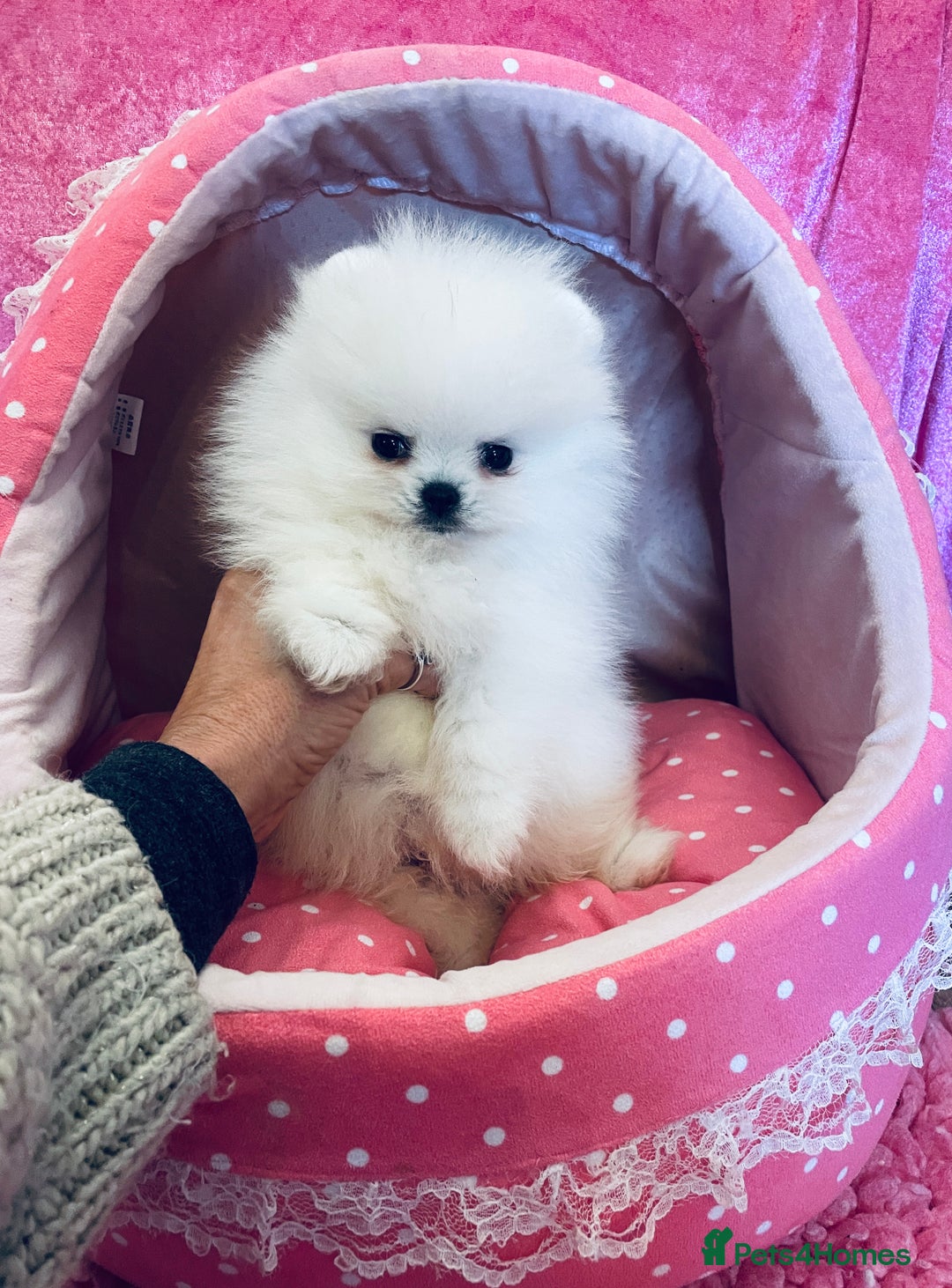 Pomeranian dogs for sale: Stunning teddybear face Boys Ready🌟 - Advert 17